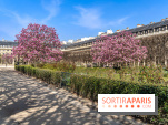 Les magnolias du Jardin du Palais Royal  - printemps - visuel Paris