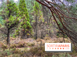 Arbor&Sens, l'Arboretum de Franchard en forêt de Fontainebleau - les photos