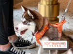 Le Doggy Brunch : le brunch gourmand entre chiens et maîtres à l'hôtel Kimpton Saint Honoré Paris