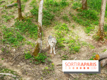 La Forêt des Loups