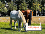 Tous en piste ! à Maisons-Laffitte (78): poneys, calèche et spectacles équestres gratuits au château
