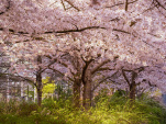 Les cerisiers en fleurs au Parc de Billancourt à Boulogne-Billancourt, Hanami aux portes de Paris