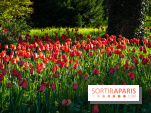 Le Parc de Bagatelle au printemps, cerisier, tulipes et jonquilles - photos - A7C00717