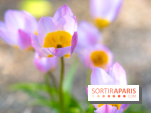 Le Parc de Bagatelle au printemps, cerisier, tulipes et jonquilles - photos