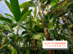 Automne tropical 2026