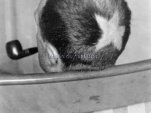 Cheveux Cheris Musée Quai Branly | Tonsure de Marcel Duchamp, 1919  photo Man Ray  collection particulière