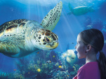 L'Aquarium Sea Life et les Tortues de mer pour la Toussaint