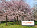 Où voir des cerisiers en fleurs à Paris et en Île-de-France : nos spots coup de cœur !