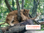 Carnet rose au Zoo de Thoiry (78) : deux bébés lionnes pointent le bout de leur nez