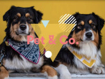 Pet & Co. de retour à Ground Control
