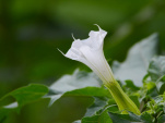 Intoxication dans un jardin potager : l'Anses alerte sur les dangers de la plante datura