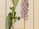 Orchidées sur Vélins au Muséum national d'Histoire naturelle