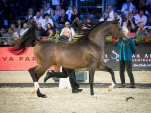 La 45ème édition du Salon du Cheval à Villepinte !