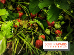 Cueillettes des fraises autour de Paris