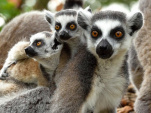 Rendez-vous Sauvage avec les lémuriens au parc zoologique de Paris