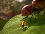Les Fourmis : Microids dévoile son jeu vidéo inspiré du best-seller de Bernard Werber