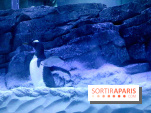 Les Manchots de l'Aquarium Sea Life