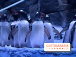 Les Manchots de l'Aquarium Sea Life