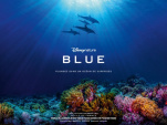 BLUE, le dernier Disneynature nous plonge au cœur de l'Océan