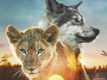 Le loup et le lion de Gilles de Maistre : interview et bande-annonce