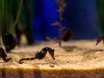 Un hôtel des hippocampes à visiter en famille à l'aquarium Sea Life pendant les vacances de février