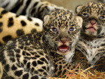 Naissance de deux jaguars au Parc Zoologique de Paris ! 