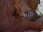 Naissance d’un orang-outan à la Ménagerie du Jardin des Plantes