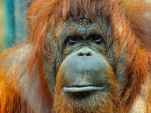 Journée d’anniversaire de l’orang-outan Nenette à la Ménagerie du Jardin des Plantes