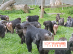 Zoo de Thoiry 2018 : les photos