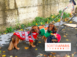 Paris Sausage Walk 2023 : la marche des teckels de retour dans la capitale, pour la bonne cause !