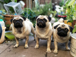 Pug Day, Fun Day : rassemblement carlins