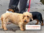 Paris Sausage Walk 2026 : la marche des teckels s'offre les Champs-Élysées pour la première fois !