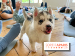 Puppy Yoga Paris, des séances de yoga tout en câlins avec d'adorables chiots - Prochaines dates