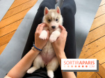 Puppy Yoga Paris, des séances de yoga tout en câlins avec d'adorables chiots - Prochaines dates