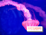 L'Aquarium de Paris ouvre son Médusarium