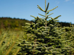 Noël 2020 : une vente éphémère de sapins de Noël bios organisée par Mon Petit Coin Vert