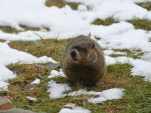 Encore six semaines d'hiver : les prédictions météo de Phil, la marmotte de Punxsutawney (USA)
