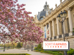 Cerisiers en fleurs à paris et aux alentours - Petit Palais