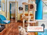 Le Moustache Pension, un hôtel pour chats douillet qui accueille vos compagnons à Paris