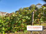 Visuels Paris - Clos Montmartre - Vignes