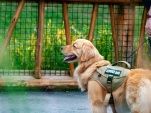 La journée portes ouvertes de l'école des chiens guides à paris