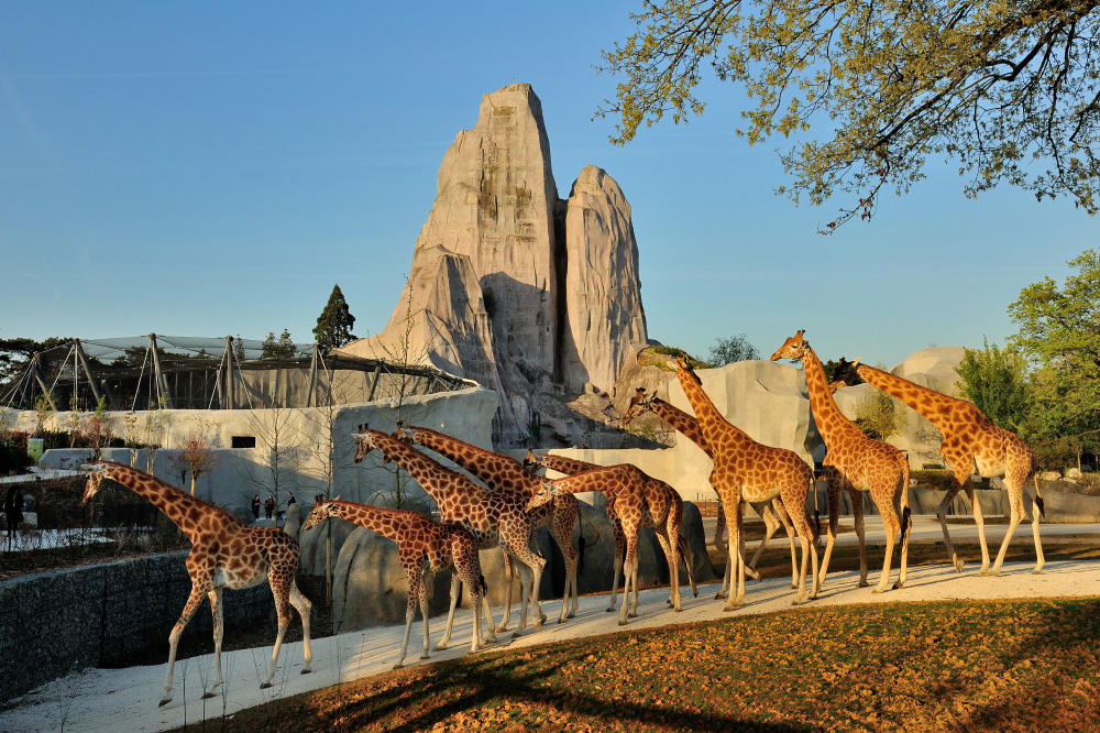 Nocturnes at the Paris Zoological Park, a unique experience to live this summer