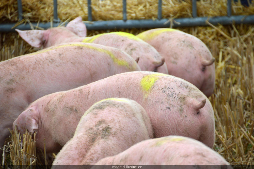 African swine fever: a new outbreak detected near the French border