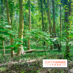 Le Hangar Y à Meudon, nos photos - forêt 