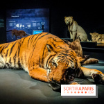 Félins, l'exposition qui nous fait craquer au Muséum national d'Histoire naturelle - photos