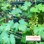 Vignes vendanges - visuels