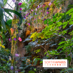 1001 Orchidées 2024, les photos de l'exposition florale dans les Grandes Serres du Muséum - A7C5151 HDR