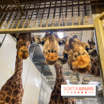 Zoo de Vincennes, Parc zoologique 2024 - girafes