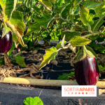 Les Saveurs du Potager du Roi à Versailles : marché de fruits & légumes, expositions et animations