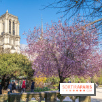 Le Square Viviani devant Notre-Dame de Paris